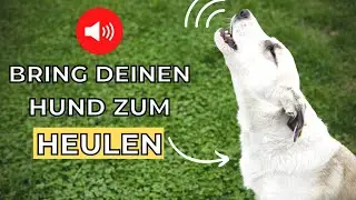 Einen Hund zum Heulen bringen 🐶 Bring deinen hund zum heulen