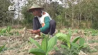 Kemarau, Petani di Lahan Tadah Hujan Pilih Tanam Tembakau