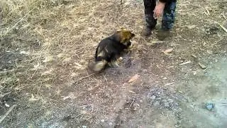 Бусик, греби!