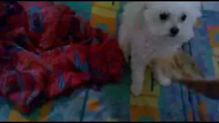Mila e a folha seca