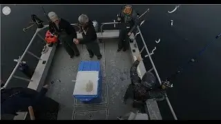 Whaler's Cove Lodge - Catching Herring for Bait
