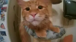 Котята мейн куны. 6 мес.
