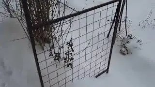 20 апреля 2024года весь сад в снегу. Удобряю растения!