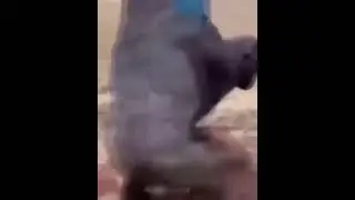 Как обезьяны катаються на качелях 🙈🙉🙊Смешное видео#shortsvideo