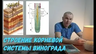 Строение корневой системы винограда