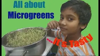 microgreens , microgreens growing, microgreens in tissue paper, Microgreens at home, microgreen farm