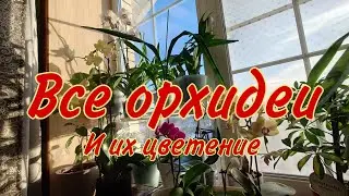 Все орхидеи. Как выглядят орхидеи сейчас и как они цветут. Шикарные орхидеи