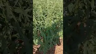 ખેડૂત 🌴 ખેતીવાડી 🌾 શિયાળુ પાક 🌱 તલ ની ખેતી