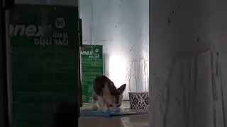 Kitten | June 26, 2024 | Kitten eating cheese | #cat #catlover #kitten #trending #viral
