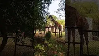 Zoo animals 