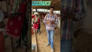neer arya ne suru ki gurgaon me desi go palan