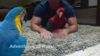 Korra the Jelly Belly Parrot