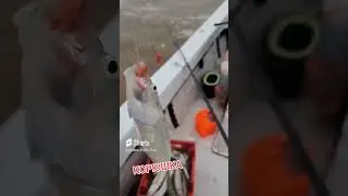 A BOX OF SMELT IN 4 HOURS 