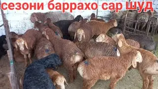 22 марта 2025 г.ГУСФАНД БОЗОРИ ХУЧАНД МОЛБОЗОРИ ХУДЖАНД 