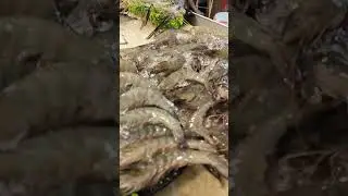 ГАДЫ МОРСКИЕ! 🦐 