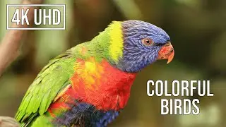 Colorful Birds in 4K - Several Dozen Beautiful Birds & Relaxing Music