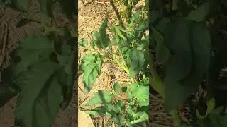 Miracle tomato plant verses the inexperienced farmers garden