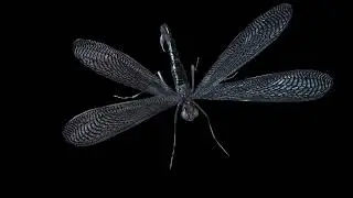 Делаем ангелочка , пока драфт хай поли