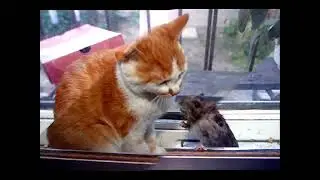 The Useless Cat