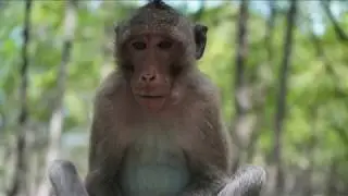 Can Gio monkey island Vietnam