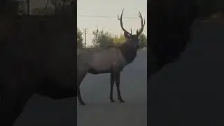 Марал Казанский