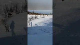Осваиваем поводок ))) Щенок амакиты, 3 мес, продается 🎯 Купить - см контакты канала 🤗 