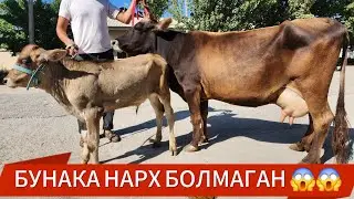 ПУЛИ АРЗОР СИНАХТА СУТИ КОП СИГИРЛАР | 11-сент, 2024.