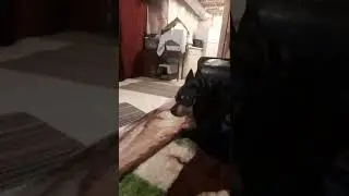 my dog lol