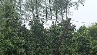 Pimenta na moringa carrega demais vem ver.