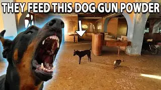 THEY FEED SCARY DOGS GUN POWDER HERE (VICIOUS DOG)