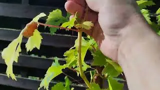 Как помочь вызреванию лозы молодого куста винограда