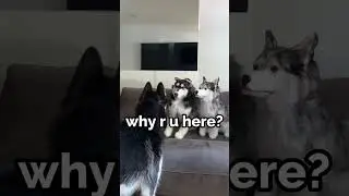 Shadow and Moon Meet Their Plushie Impawsters! | MyPetsies©