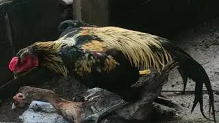 Lucunya....!!! pertemuan ayam dan bebek yang menakjubkan