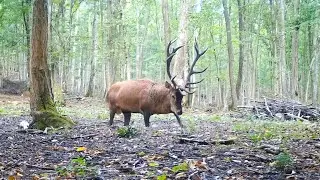 Krásny jeleň, jelenia ruja. Tetrao s308