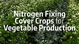 Nitrogen Fixing Cover Crops for Vegetable
