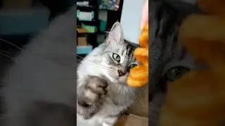 HOW TO TRAIN YOUR CAT | CAT VIDEOS | HONEST CAT | MEOWMEOW | 