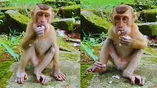 I give some rice to poor monkey Snoopy, he is paralyzed on one leg, he is very hungry
