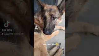 Питомцы
