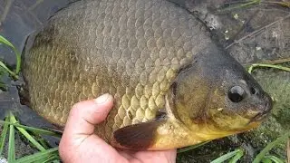 Crucian carp fishing. Rod fishing. Trip to Lake Darga!!! Amur River.