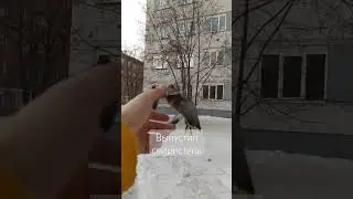 Выпуск свиристели