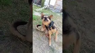 чешется без остановки