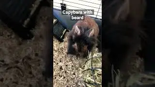 Capybara with beard #animals #bunny #meme  #capybara