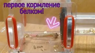 Первое кормление белком! + Новый формат видео!