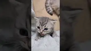 Kitten screams and asks to be free to explore the world 🙂 