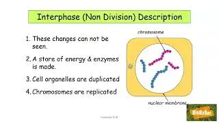 L.C. Biology Cell Cycle