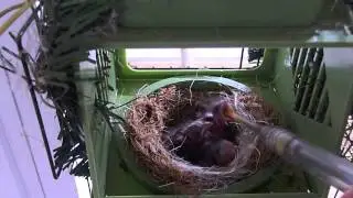 passeina cyanea