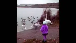 Птицы перед отлетом ....