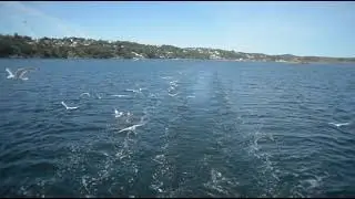Birds Flying Low Over Water