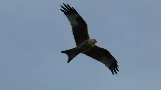 Red Kite bird of prey (Milvus milvus)