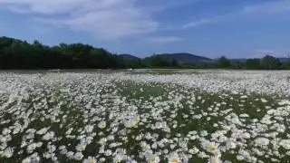 Takeoff! Crimean aerials, chamomile field.